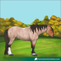 Horse Color:Bay Roan Tobiano