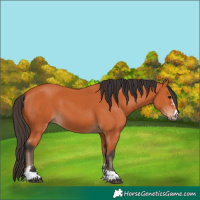 Horse Color:Bay 
