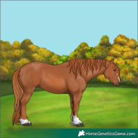 Horse Color:Chestnut 