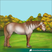 Horse Color:Gray Chestnut 