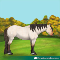 Horse Color:Bay Roan Dun 