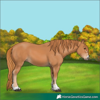 Horse Color:Chestnut 