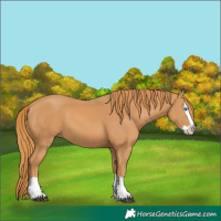 Horse Color:Chestnut Splash