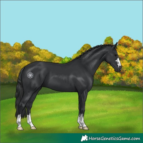 Horse Color:Black 
