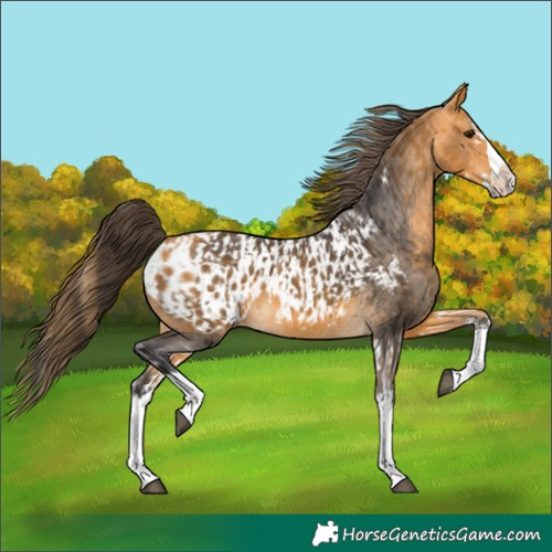 Horse Color:Buckskin Splash  and Buckskin Splash Appaloosa 