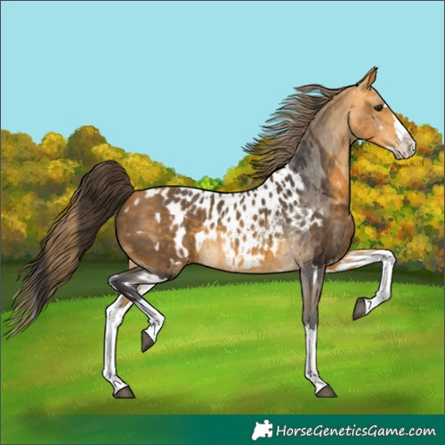 Horse Color:Buckskin Splash and Buckskin Splash Appaloosa