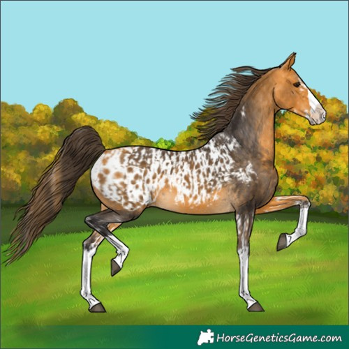 Horse Color:Buckskin Splash and Buckskin Splash Appaloosa