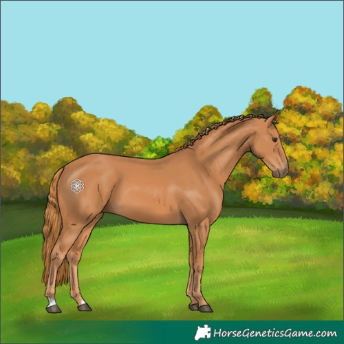 Horse Color:Chestnut 