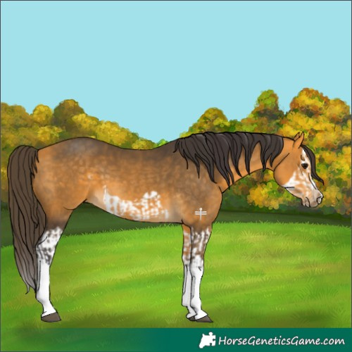 Horse Color:Buckskin Splash  and Buckskin Splash Frame 
