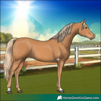 Horse Color:Chestnut Rabicano 