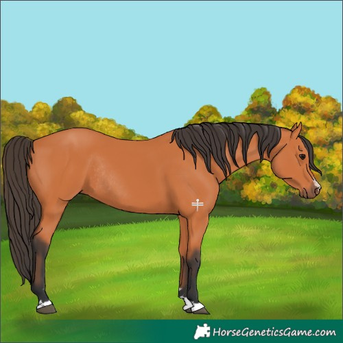Horse Color:Bay Rabicano 