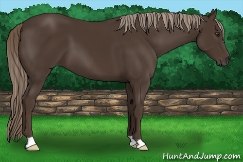 Horse Color:Liver Chestnut 