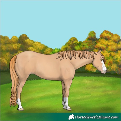 Horse Color:Gold Champagne 