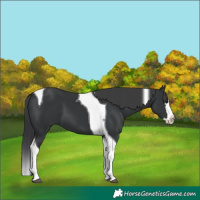 Horse Color:Black Splash Tobiano