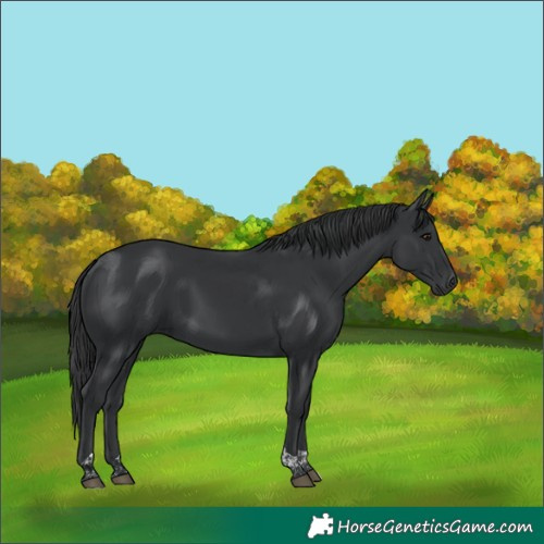 Horse Color:Black Tobiano 