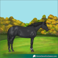Horse Color:Black Tobiano