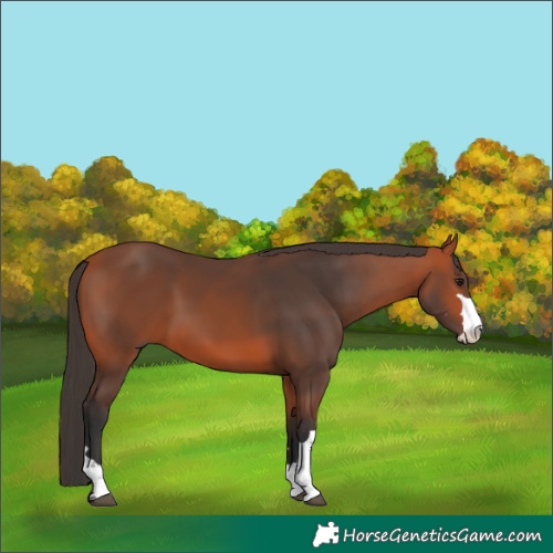 Horse Color:Bay 