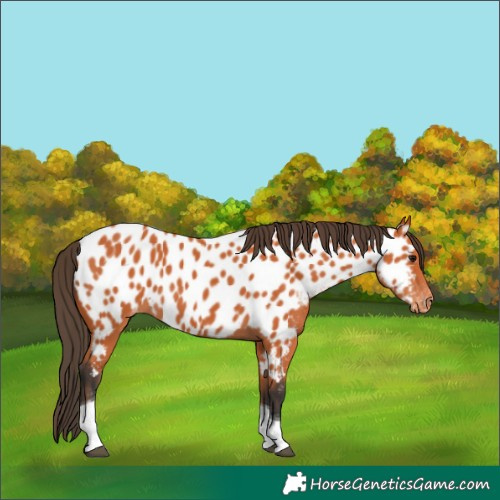 Horse Color:Bay Tobiano Appaloosa 