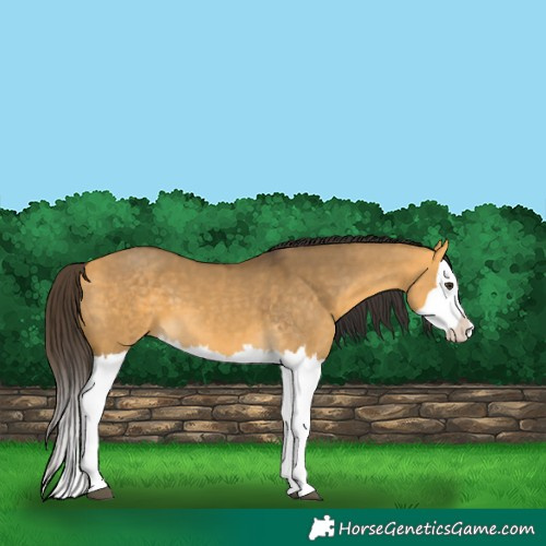 Horse Color:Buckskin Dun Splash  and Buckskin Dun Splash 