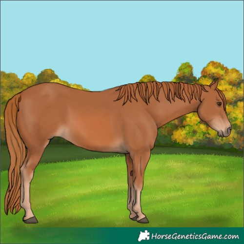 Horse Color:Chestnut 