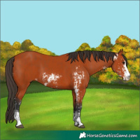 Horse Color:Bay Sabino  and Bay Sabino 