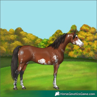Horse Color:Bay Sabino  and Bay Sabino Frame 
