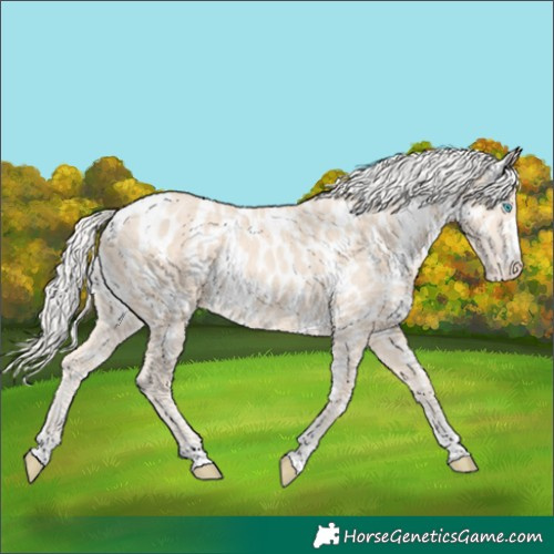 Horse Color:Cremello Near Leopard 