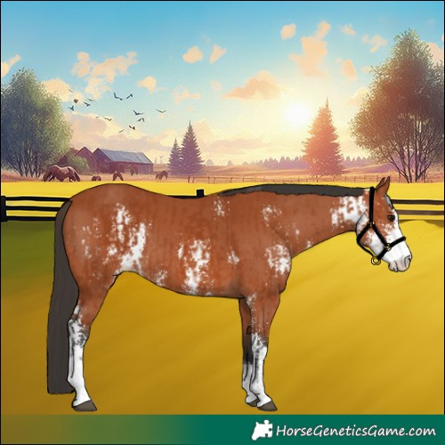 Horse Color:Bay Sabino  and Bay Sabino 