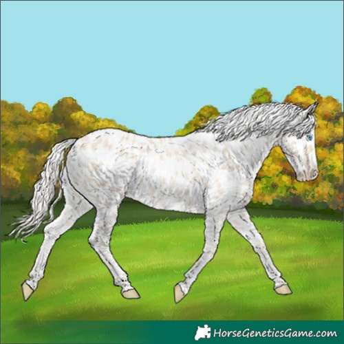 Horse Color:Cremello Near Leopard 