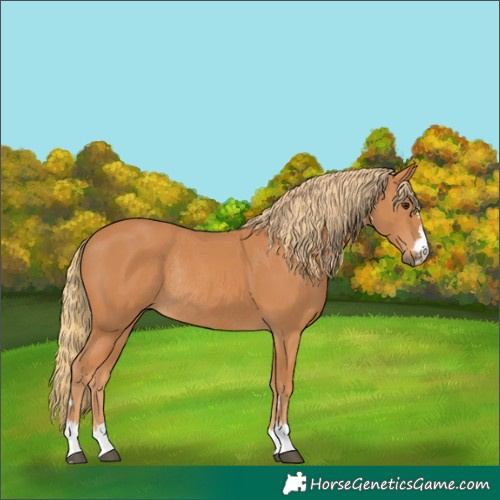 Horse Color:Chestnut Rabicano 