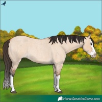 Horse Color:Bay Roan Dun Splash