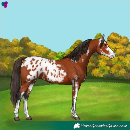 Horse Color:Bay Sabino  and Bay Sabino Appaloosa 