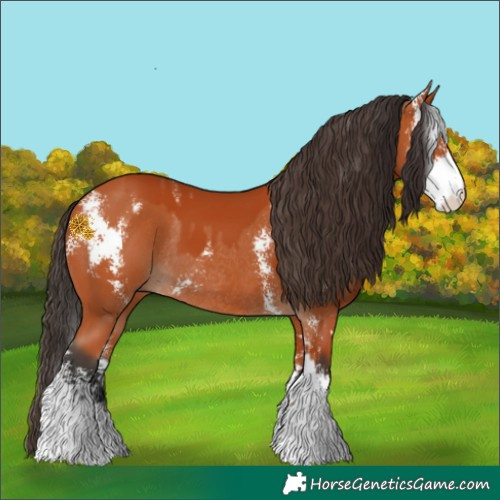 Horse Color:Bay Sabino  and Bay Sabino Rabicano 