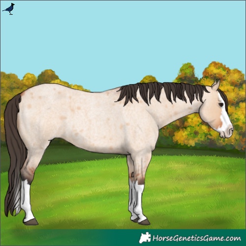 Horse Color:Bay Roan Dun Splash 