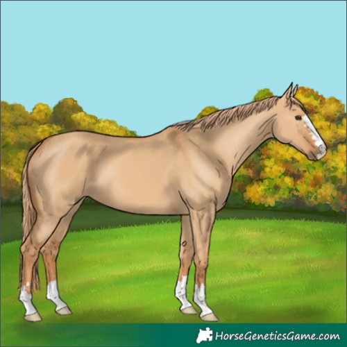 Horse Color:Red Dun 