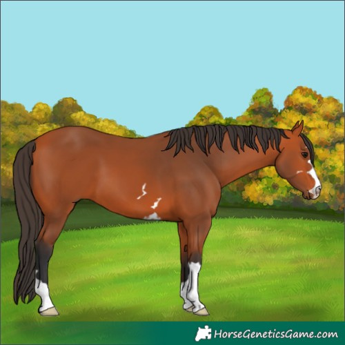 Horse Color:Bay 
