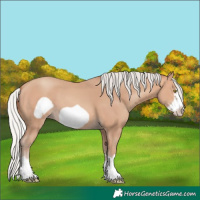 Horse Color:Silver Amber Champagne Frame 