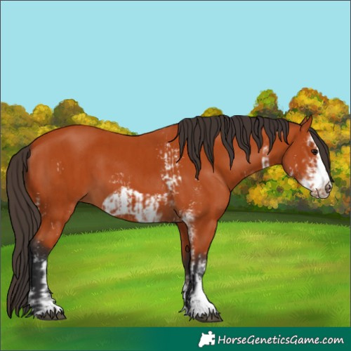 Horse Color:Bay Sabino  and Bay Sabino Frame 