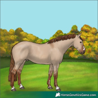 Horse Color:Red Dun 