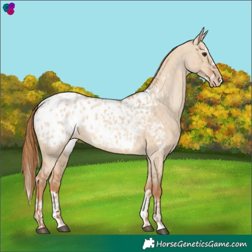 Horse Color:Red Dun Appaloosa  and Red Dun Splash Appaloosa 