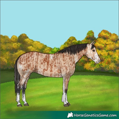 Horse Color:Bay Sabino  and Bay Dun Sabino 