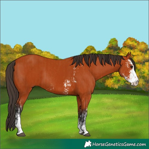 Horse Color:Bay Sabino  and Bay Sabino Splash 
