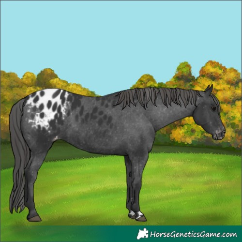 Horse Color:Black Appaloosa Rabicano 