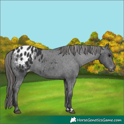 Horse Color:Black Appaloosa Rabicano 