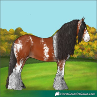 Horse Color:Bay Sabino  and Bay Sabino 