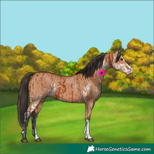 Horse Color:Bay Sabino  and Bay Dun Sabino 
