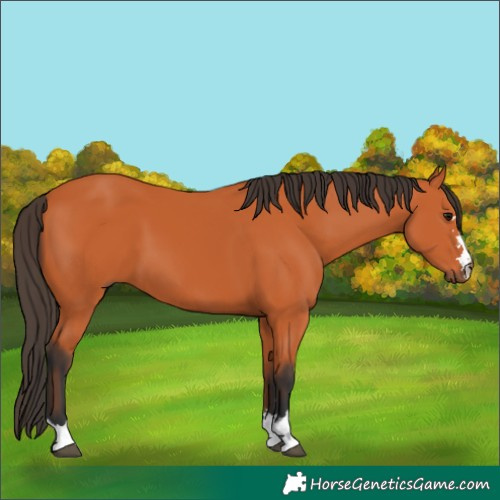 Horse Color:Bay 