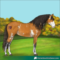 Horse Color:Buckskin Sabino and Buckskin Sabino