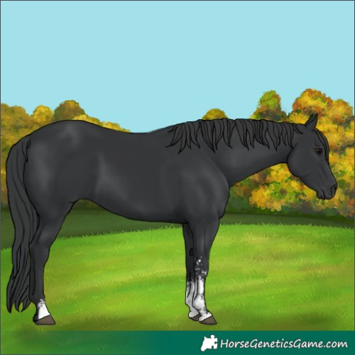 Horse Color:Black Sabino