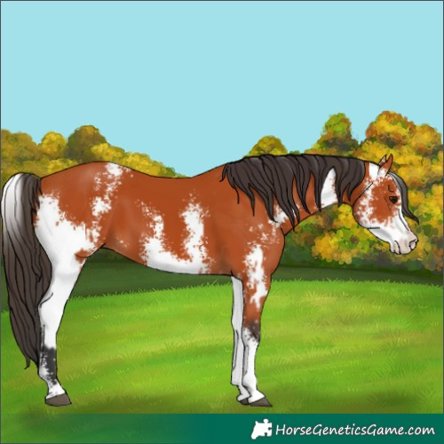 Horse Color:Bay Sabino  and Bay Sabino 
